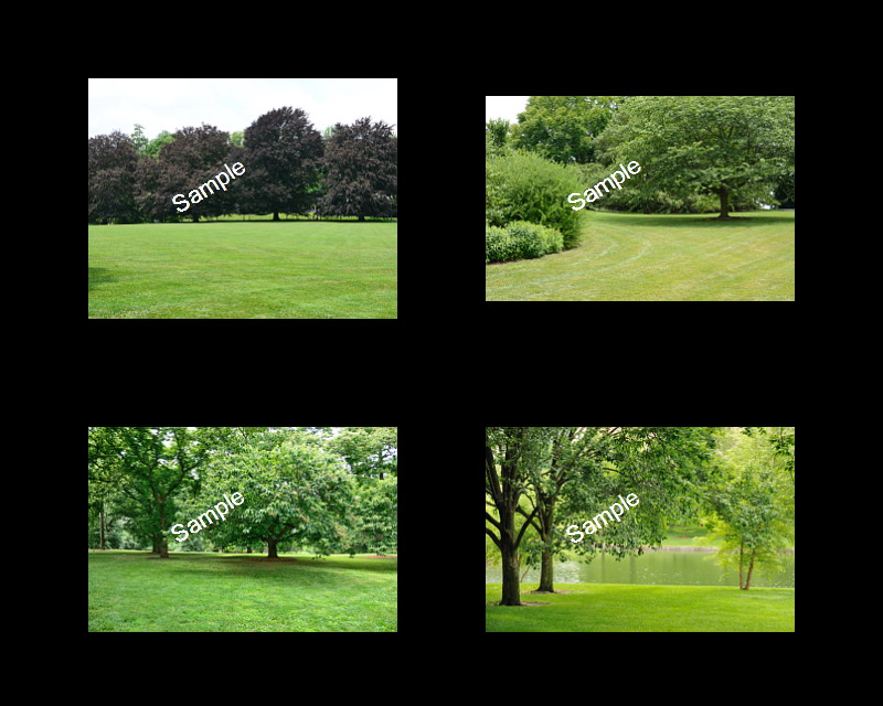 Wedding Backgrounds